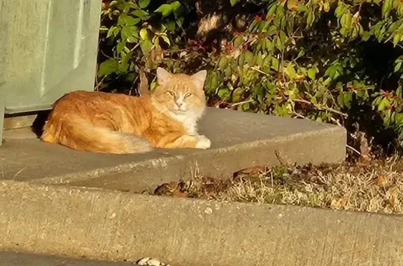 Found cat Topeka, photo: Found: Friendly Orange & White Cat in Topeka