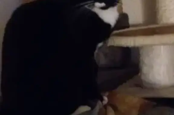 Chat noir et blanc perdu à Angers - photo