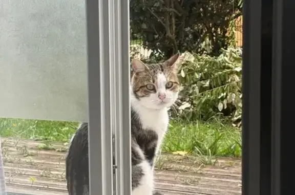 Chat perdu: blanc tacheté, peureux, Bordeaux - photo