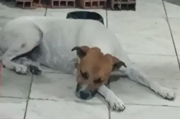Cachorro perdido Macho (brl001798) - photo