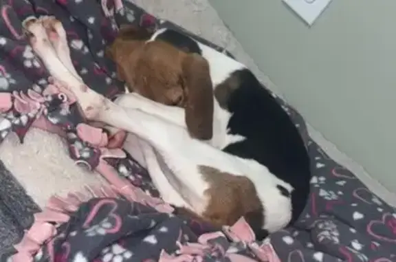 Lost Tri-Color Dog: Gainesboro Area