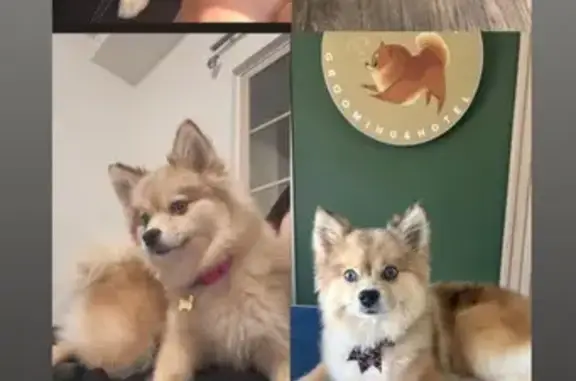 Missing dog West Valley City, photo: Lost Dog: Brown, Blue-Eyed 