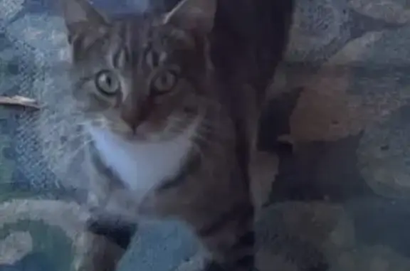 Found cat Sparta, photo: Found: Young Gray Tabby in Sparta