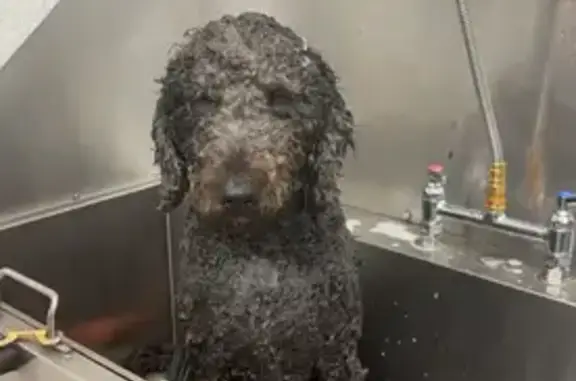 Missing dog , photo: Lost Hound Mix: Jasper, Unique Eyes