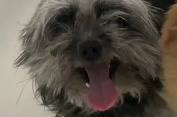 Lost Small Dog: Black & Gray - Phoenix