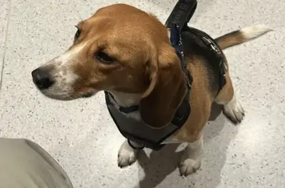 Lost Dog Max: Friendly, Calm, Tri-Color