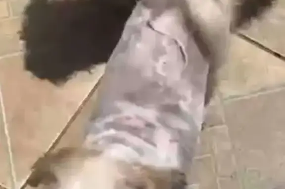 cachorro desaparecida