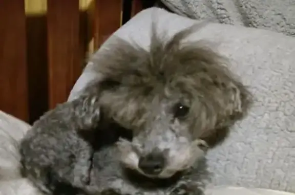 Lost Toy Poodle: Spindale, NC - Help!