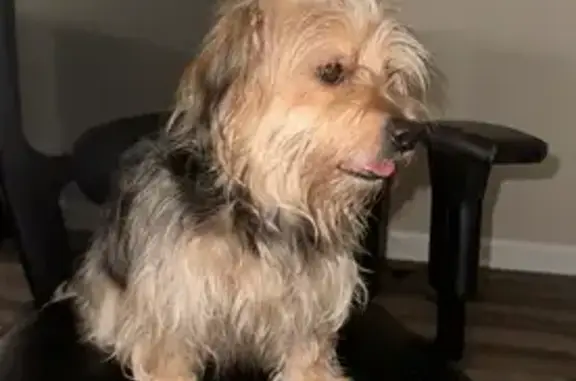 Lost Dog: Princess in Lithonia, GA