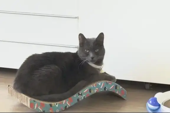 Missing cat Montclair, photo: Lost Russian Blue Cat: $3000 Reward!