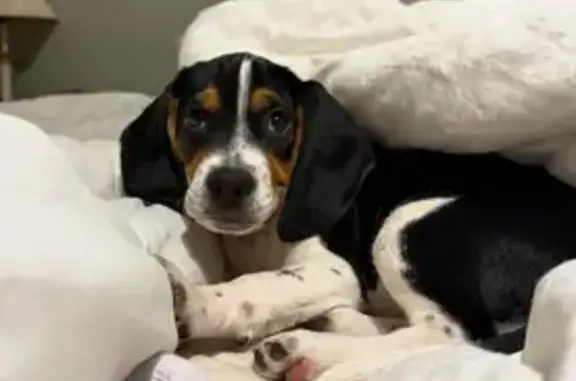Lost Beagle Puppy: Lucy - Call 570-762-6214