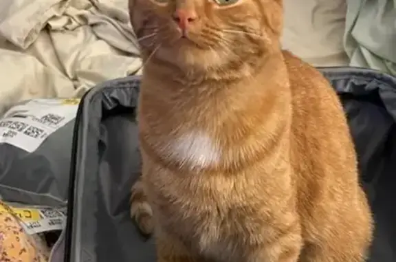 Lost Orange Tabby Cat: Help Find Robert!