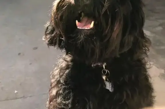 ¡Ayuda a encontrar a perrita p...