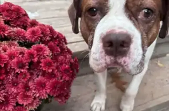 Lost Beagle Mix 'Rootie' in Winthrop