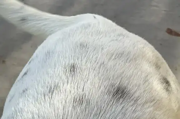 Found pets Chandler, photo: Found Dog on West Whitten St, Chandler