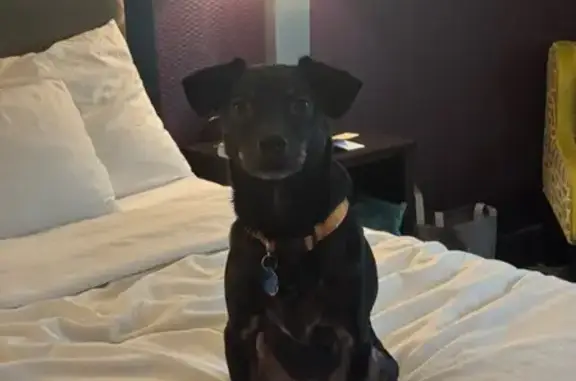 Skittish Dog Lost: Black/Brown, Utopia Pkwy