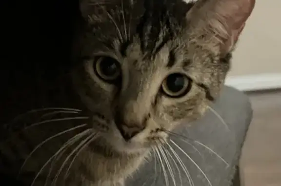 Missing cat , photo: Lost Tabby Cat: Grey, Shy on Wind Surf Dr