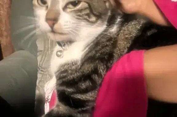 Missing cat San Diego, photo: Lost Cat: Blue Collar, Surgery Scar, SD