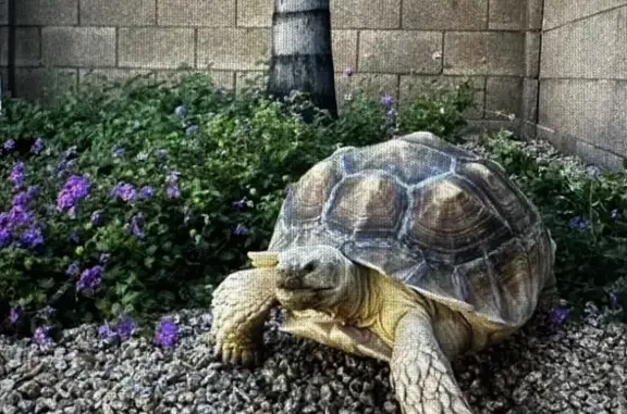 Missing Tortoise: Help Find Fi...