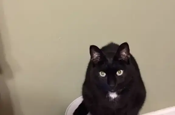Lost Black Cat: Help Find Him - East Islip