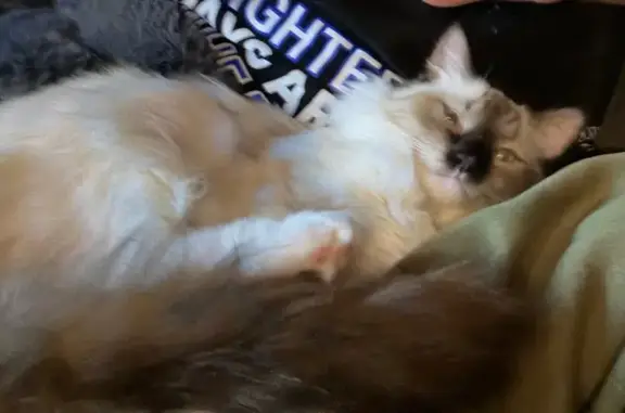 Missing cat Fargo, photo: Lost Cat on Auburn Ave, Fargo 4295