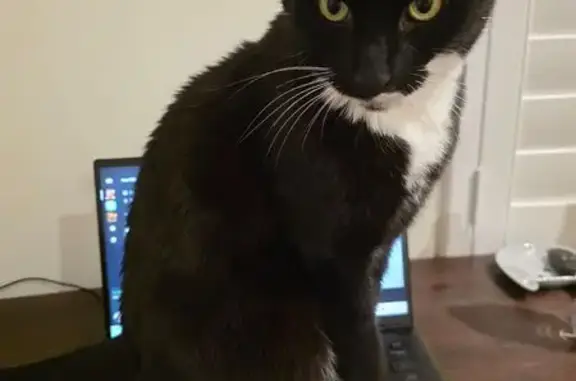 Lost Cat: Black & White, Green Eyes