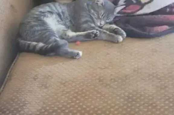 Lost: Teebo, 12yr Old Daschund-Chihuahua