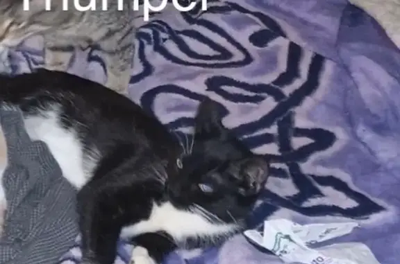 Missing Cat: Black with White Paws, Anderson