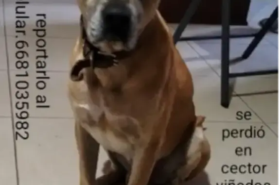 Perro Perdido: Boxi, Amarillo...