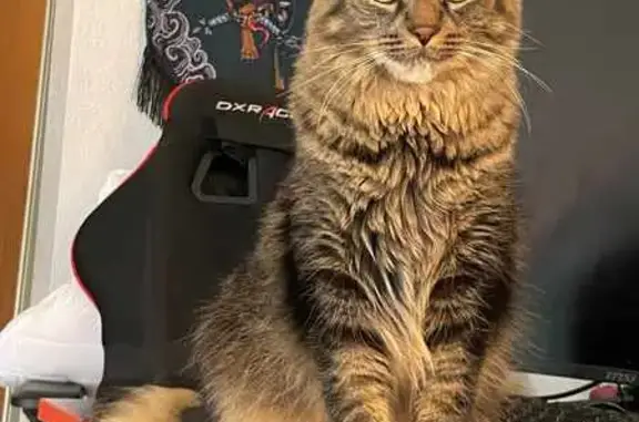 Lost Cat on Golfview Dr, Eagan 3440