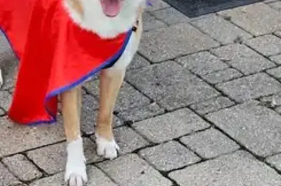 Lost Dog: Skittish, Sweet, Unique Eyes