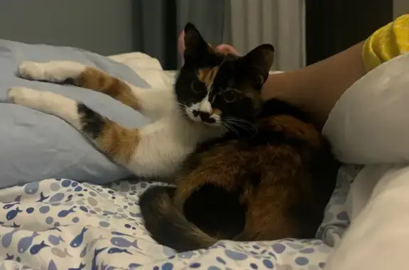 Пошук домашніх тварин в Україні, фото: Зникла трьохмасна кішка на Потоцького!