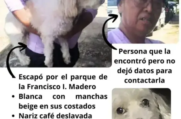 Perro Beige Perdido en Mérida...