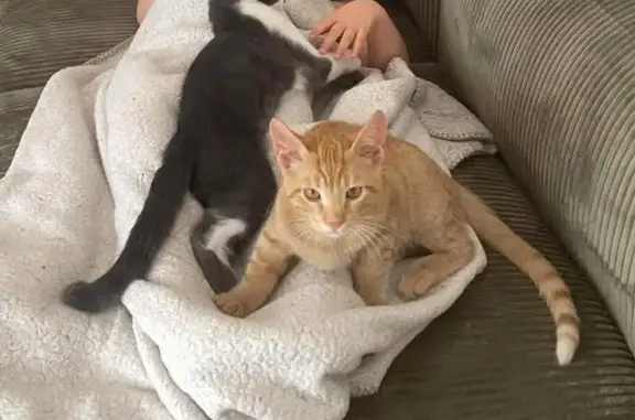 Chats perdus à Aubignan : Baloo et Rio - photo
