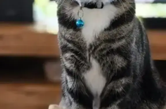 Missing cat Moonee Valley, photo: Lost Burmen Cat: Simba in Moonee Valley