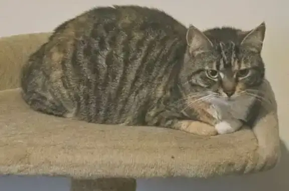 Missing cat Hobsons Bay, photo: Lost Tabby Cat - Huggins Court, Hobsons Bay