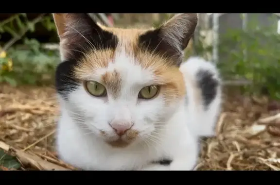 Chat trouvé Saint-Seurin-sur-l'Isle, photo: Chatte tricolore jeune trouvée à Charbonnière