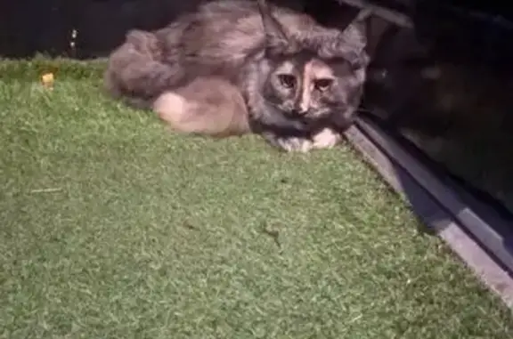 Animaux trouvés Nîmes, photo: Chatte écaille de tortue trouvée à Nîmes