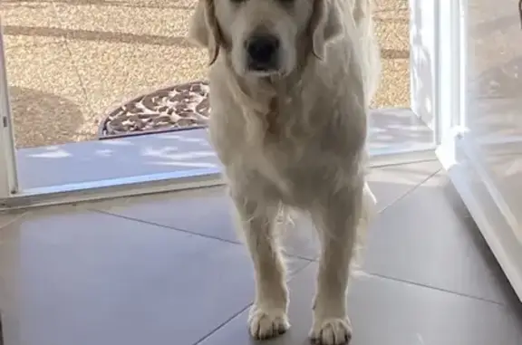 Chien perdu près de Maxi Bazar Éguilles - photo