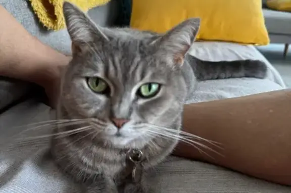 Lost Grey Tabby Cat on Hutton St, Brisbane