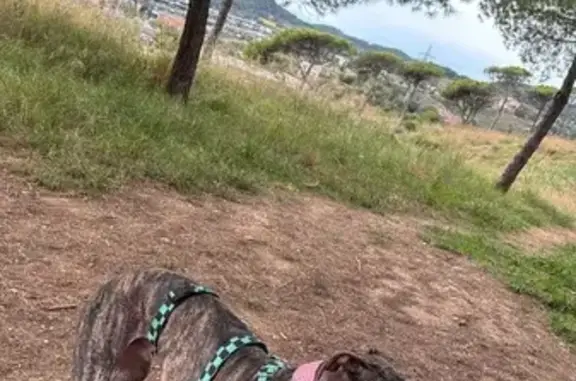 Perro Perdido: Galgo Atigrado en Vallensana