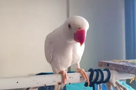 Lost pets , photo: Lost White Ringneck on Campbell Street