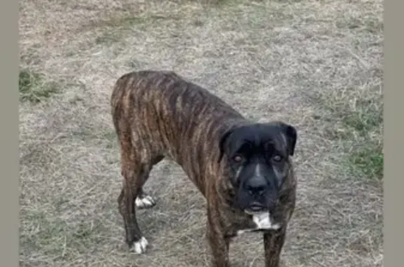 Perro Atigrado Perdido en Susilla, Cantabria