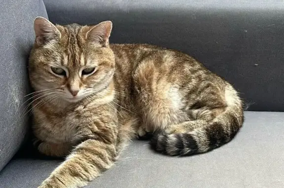 Animaux perdus Rueil-Malmaison, photo: Chatte tigrée Iona perdue à Rueil-Malmaison