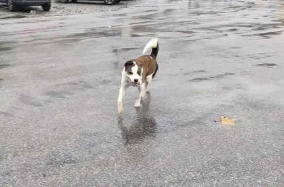 Animaux trouvés , photo: Chien blanc tigré trouvé à Bourg-Saint-Maurice