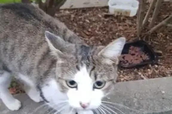 Animaux trouvés Roanne, photo: Chat tigré blanc/gris trouvé à Roanne