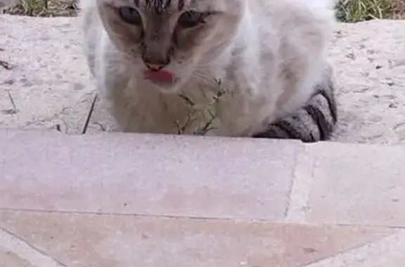 Gatos perdidos, Barcelona, foto: Gata Perdida: Blanca y Gris con Ojos Azules
