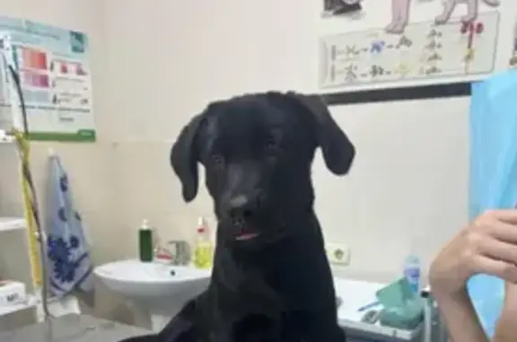 Зник чорний лабрадор Рому, 8 місяців