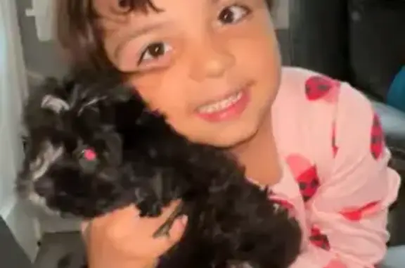 Lost Black Puppy with Blue Eyes in Chicago