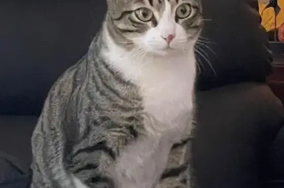 Gato Gris Perdido en Llafranc: ¡Ayuda!